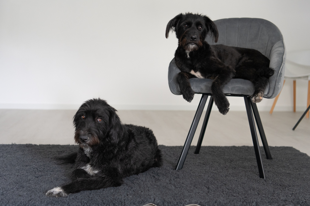 Tacoma und Chaplin