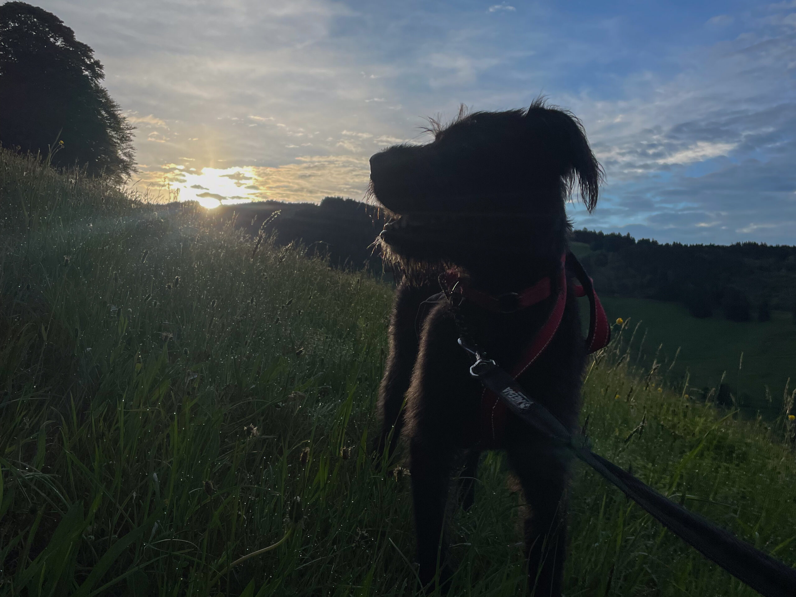 Hundewanderung am 29. Juni
