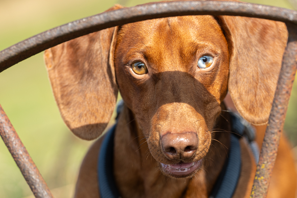 Hundeportraits