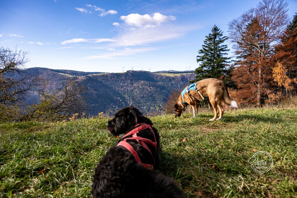 Fotos von Sabine Kristan FOTOGRAFIE Abenteuer Hundetouren
