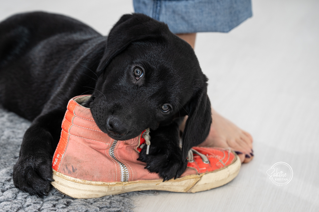Welpenfotos